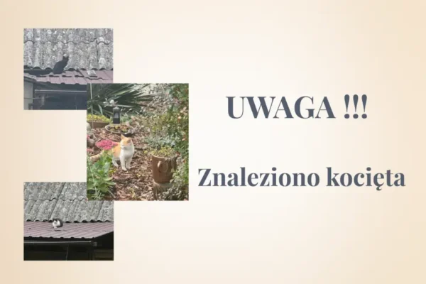 Trzy kocięta znalezione w Węglewicach – gmina szuka właściciela i chętnych do adopcji
