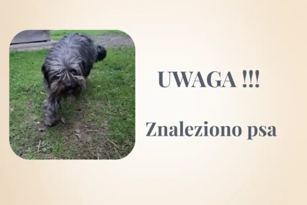 Pies bez obroży znaleziony w Głazie – gmina szuka właściciela