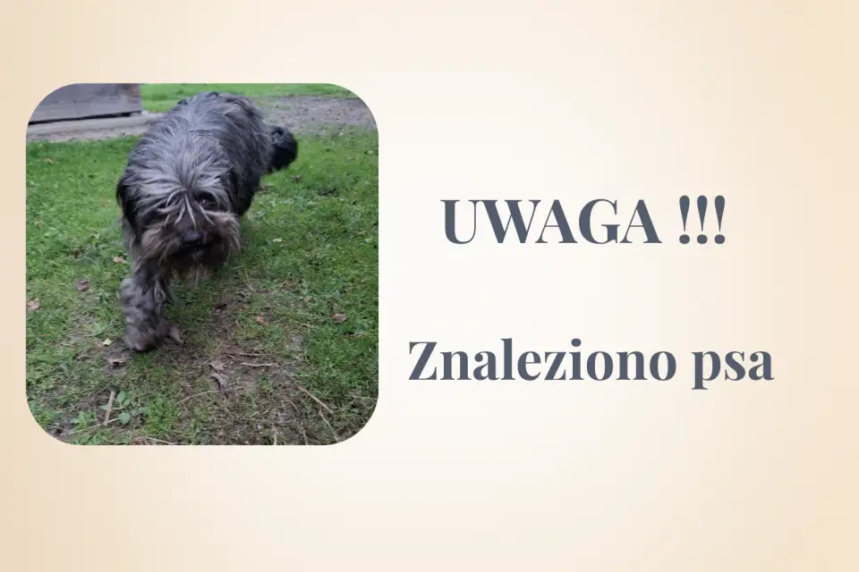 Pies bez obroży znaleziony w Głazie – gmina szuka właściciela